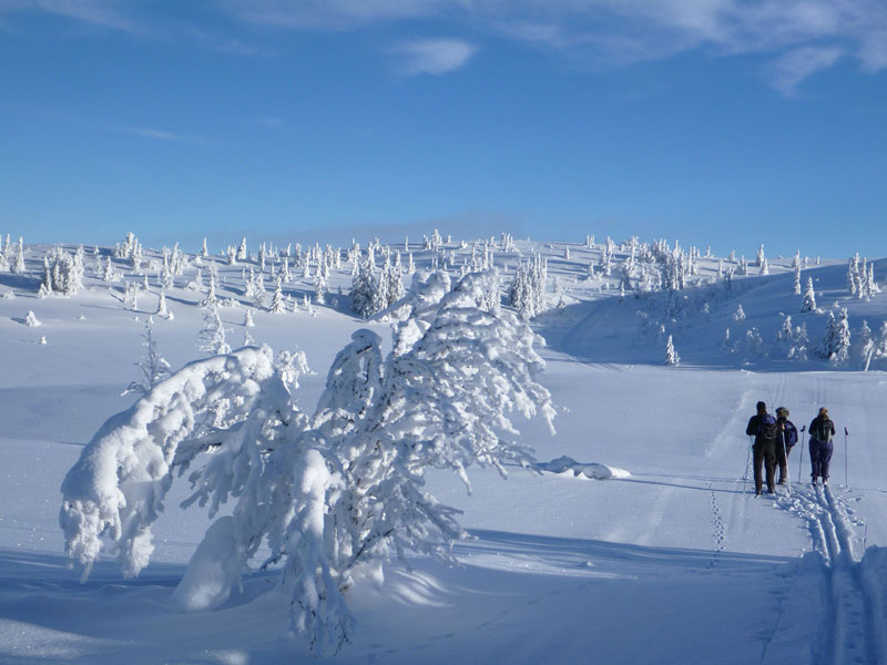 Gålå 2014