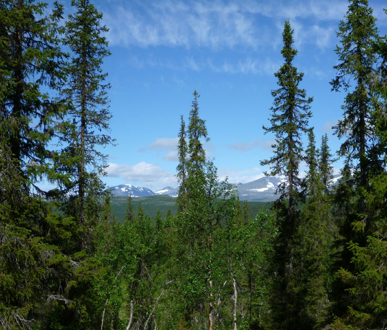Sarek