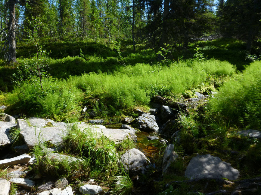 Sarek