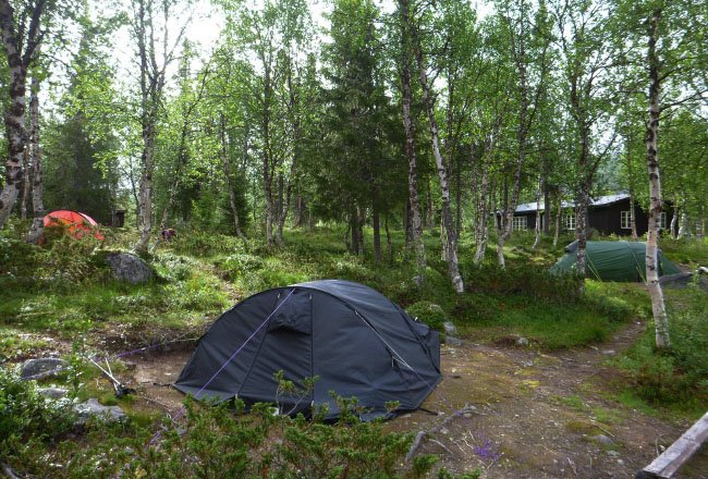 Sarek