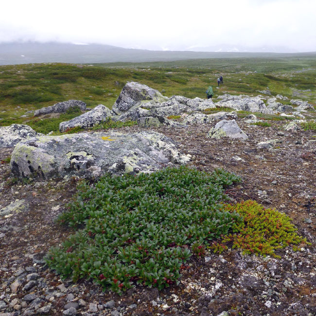Sarek