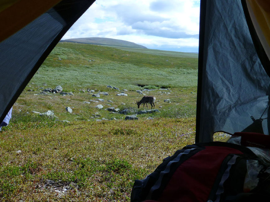 Sarek