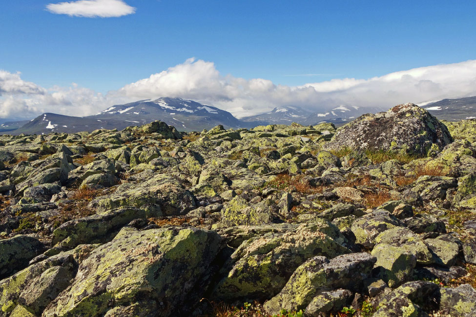 Sarek