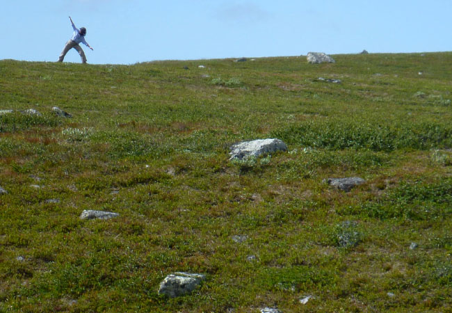 Sarek