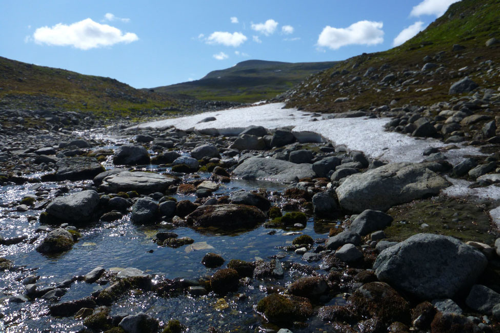 Sarek
