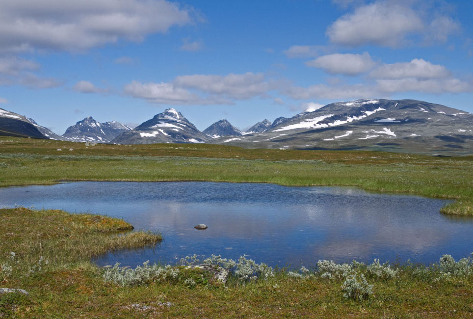 Sarek