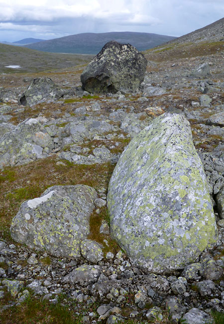 Sarek