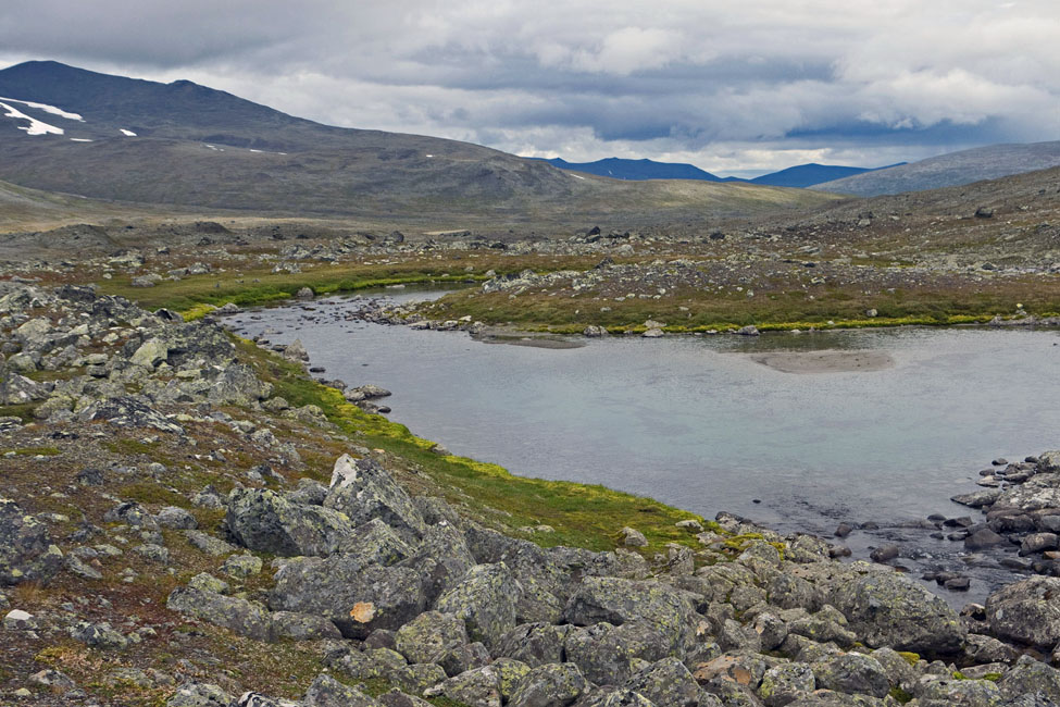 Sarek