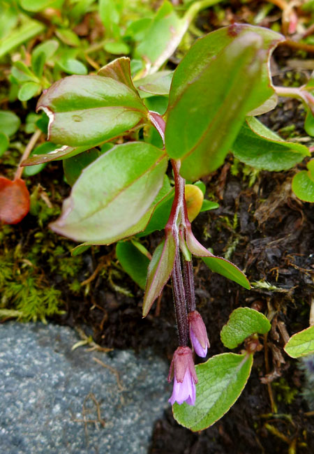 Sarek