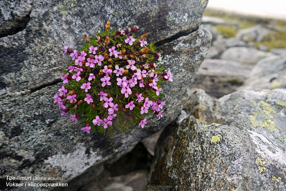 Sarek