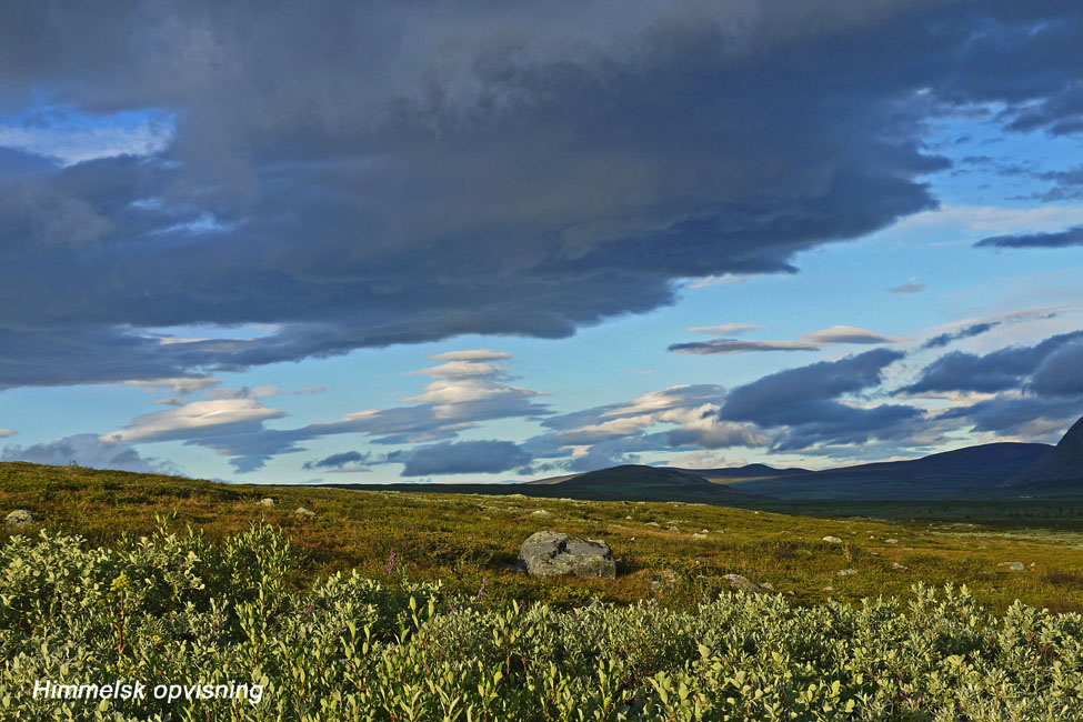 Sarek