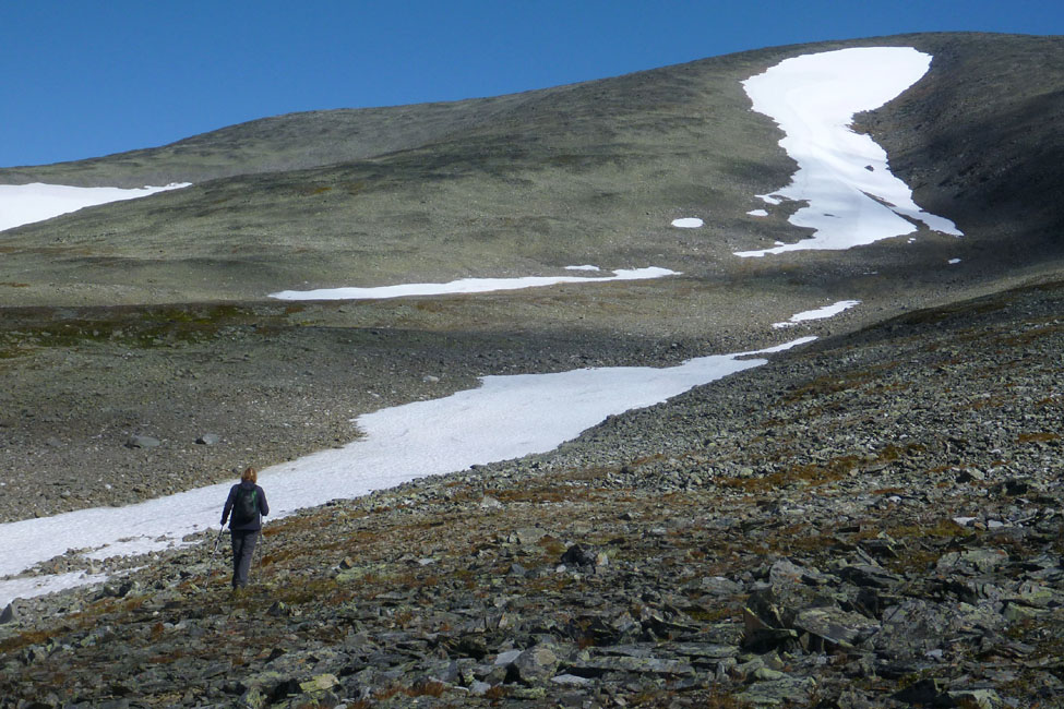 Sarek