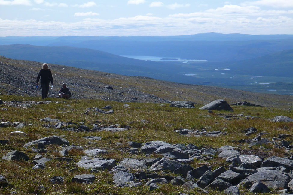 Sarek