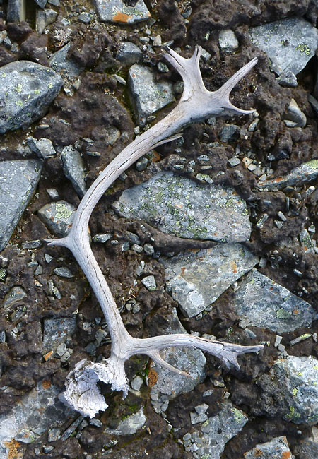 Sarek