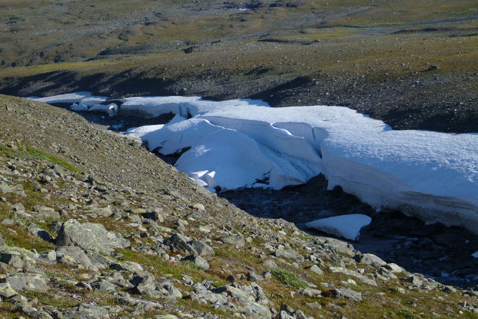 Sarek