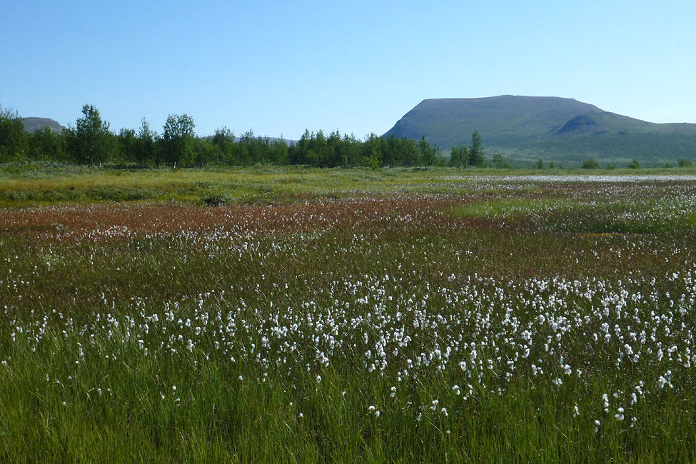 Sarek