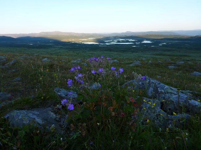 Sarek