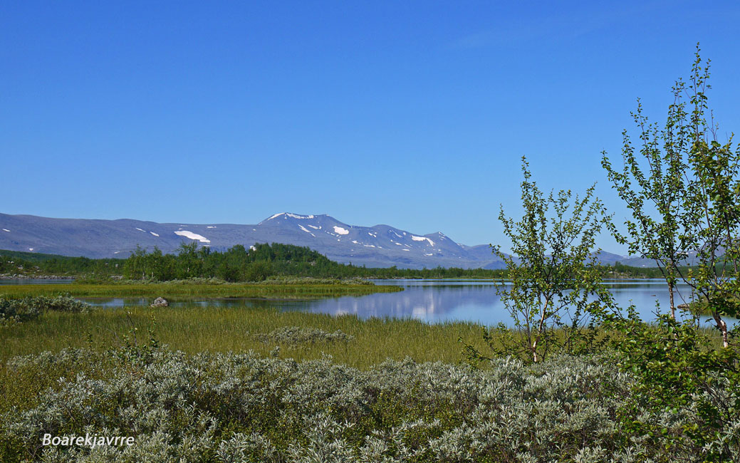 Sarek