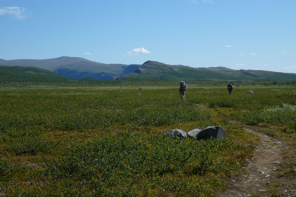 Sarek