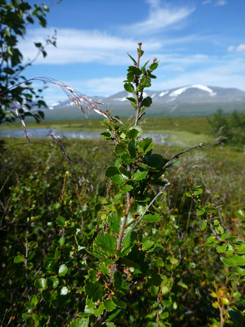 Sarek