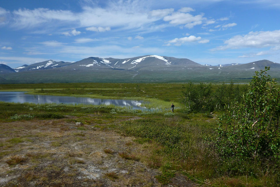 Sarek