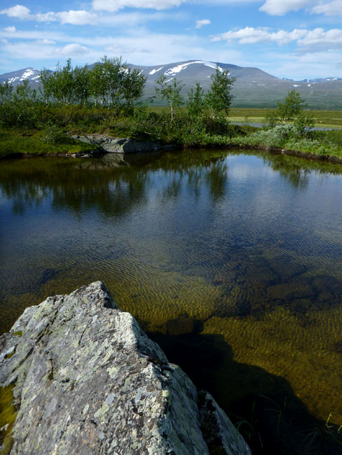 Sarek