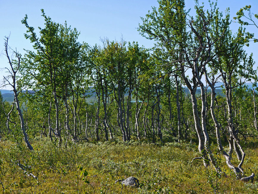 Sarek