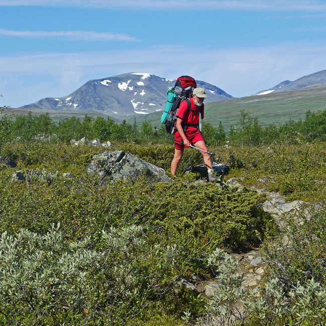 Sarek