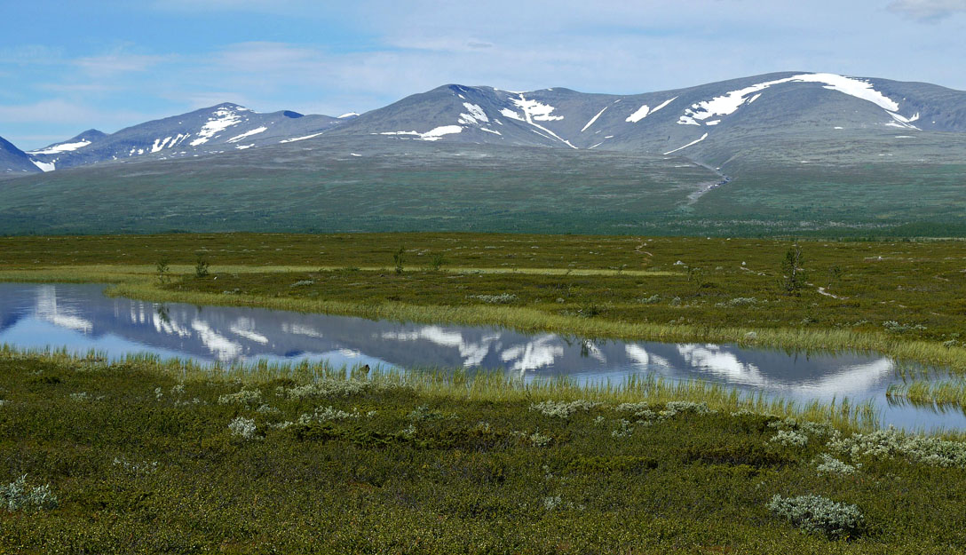 Sarek