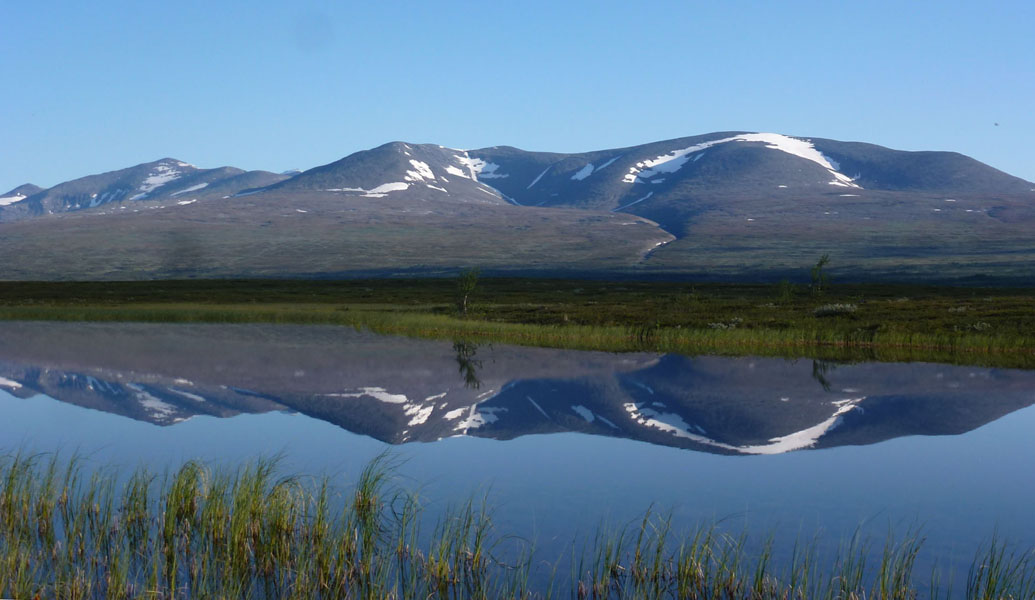 Sarek