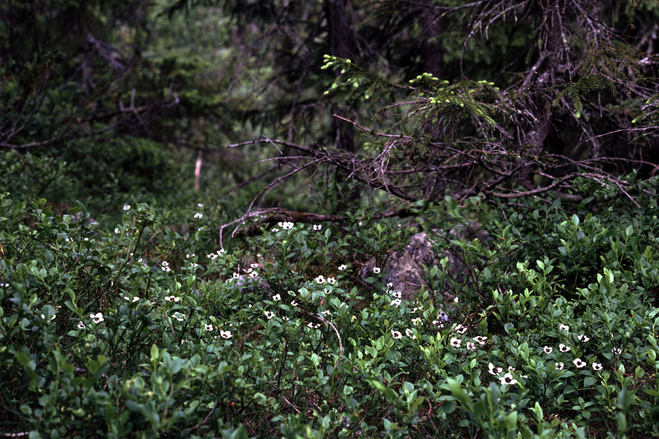 Fjeldvandring i Norge 1982