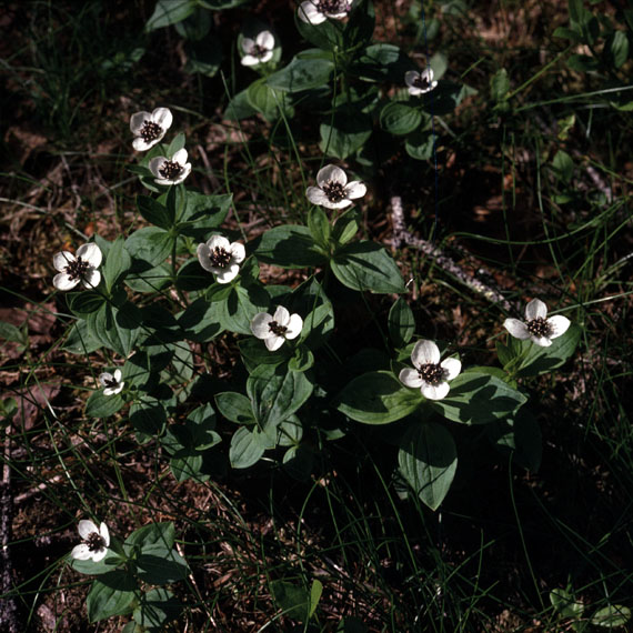 Fjeldvandring i Norge 1982