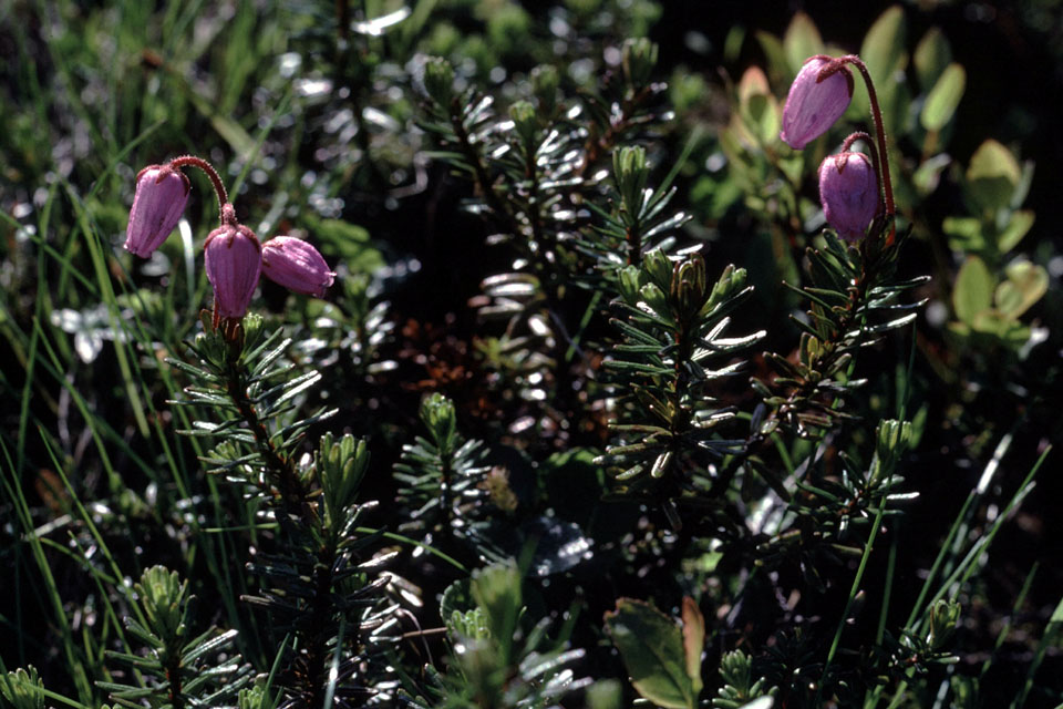 Fjeldvandring i Norge 1982