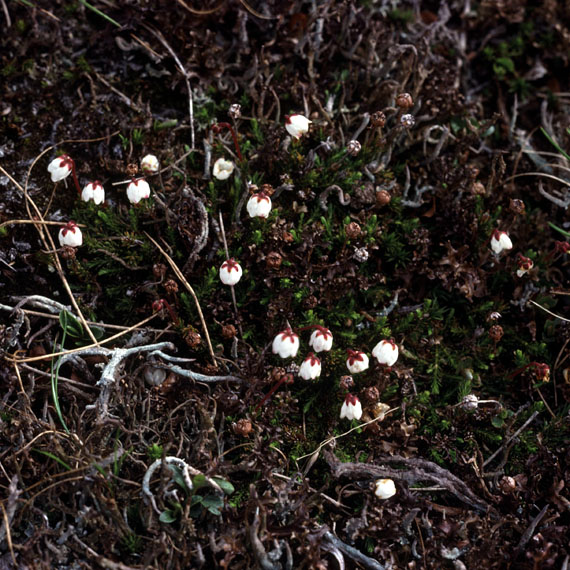 Fjeldvandring i Norge 1982