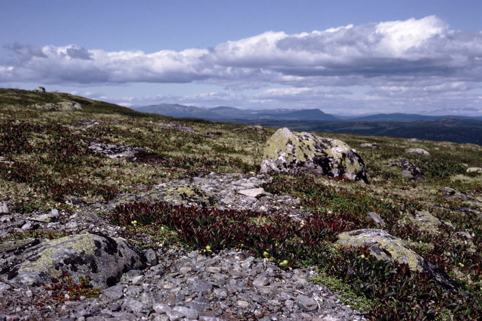 Fjeldvandring i Norge 1982