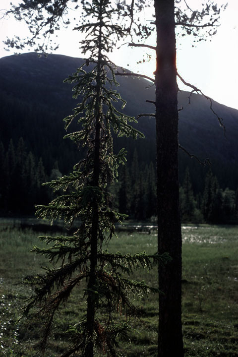 Fjeldvandring i Norge 1982