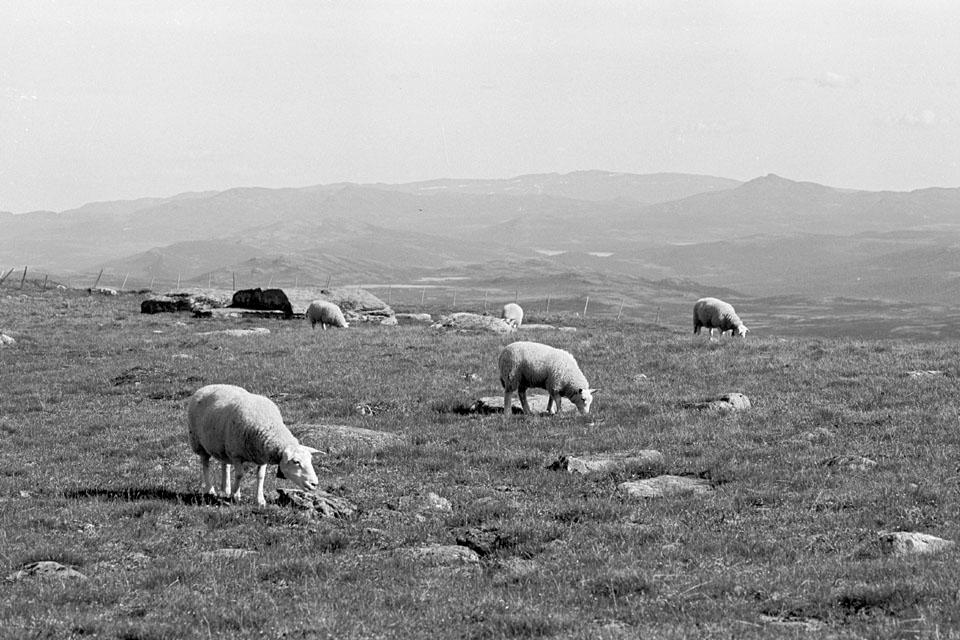 Fjeldvandring i Norge 1982