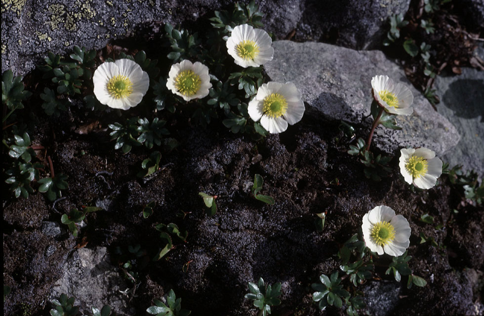 Fjeldvandring i Norge 1982