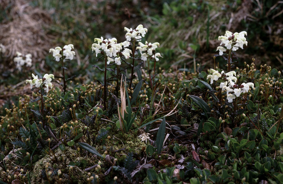 Fjeldvandring i Norge 1982