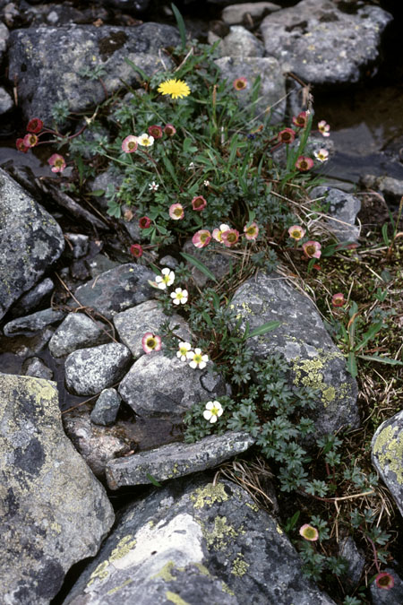 Fjeldvandring i Norge 1982