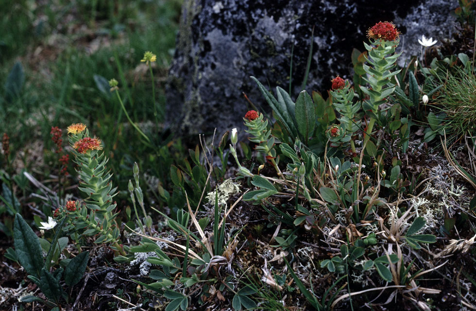 Fjeldvandring i Norge 1982