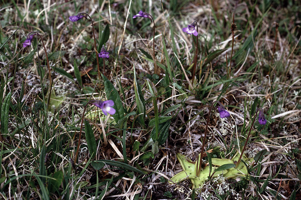 Fjeldvandring i Norge 1982