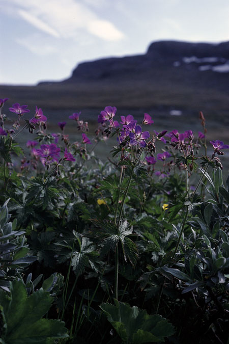 Fjeldvandring i Norge 1982