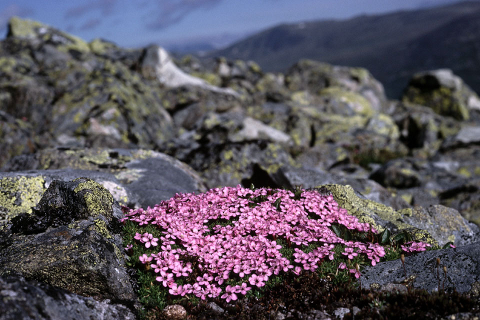 Fjeldvandring i Norge 1982