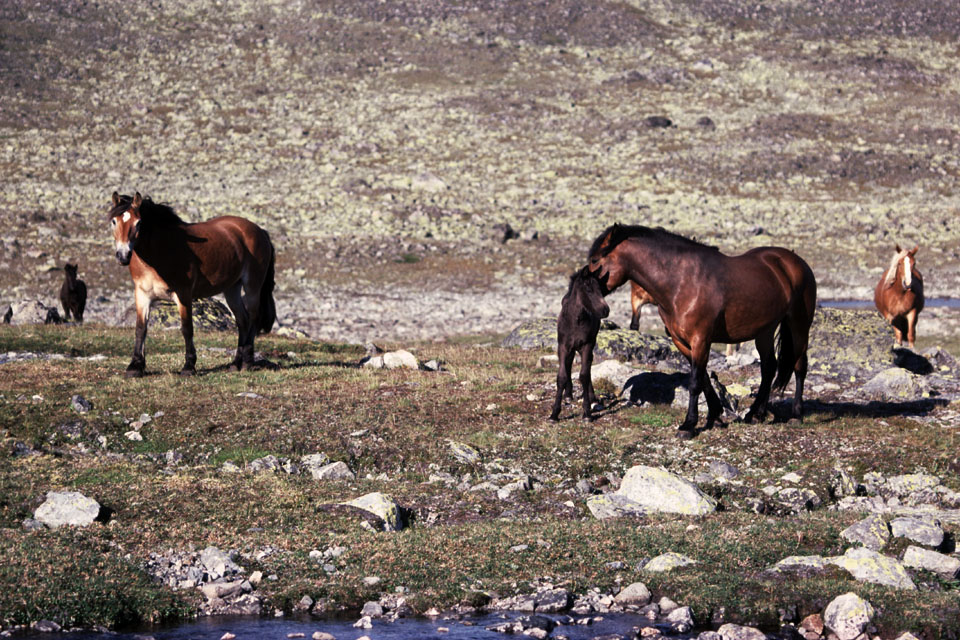 Fjeldvandring i Norge 1982