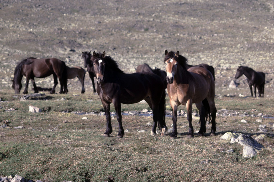 Fjeldvandring i Norge 1982