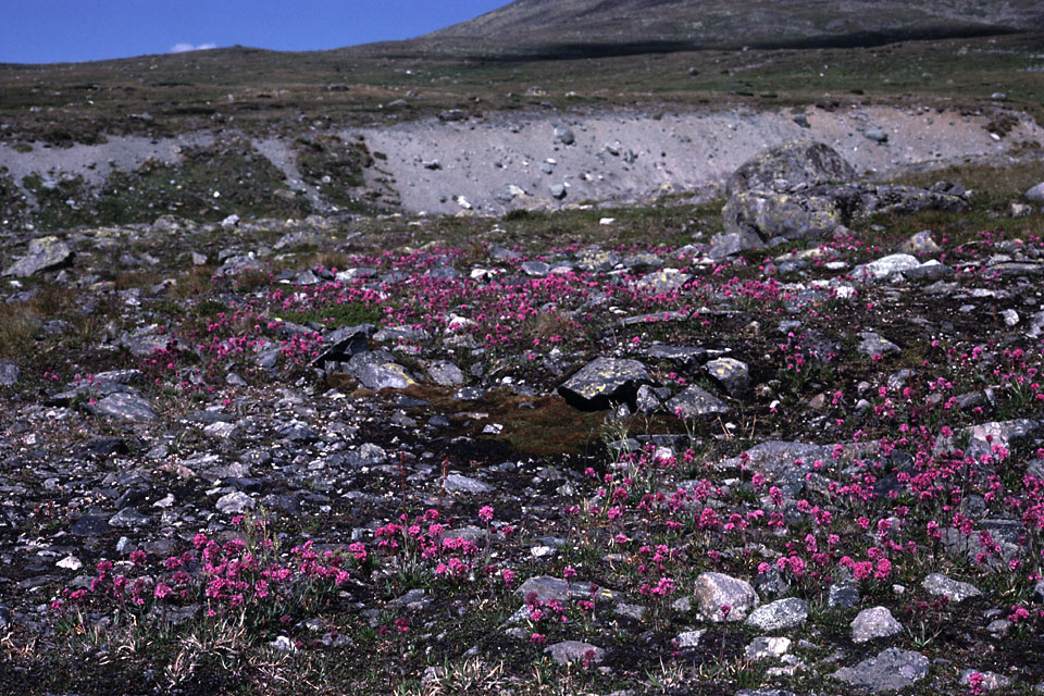 Fjeldvandring i Norge 1982