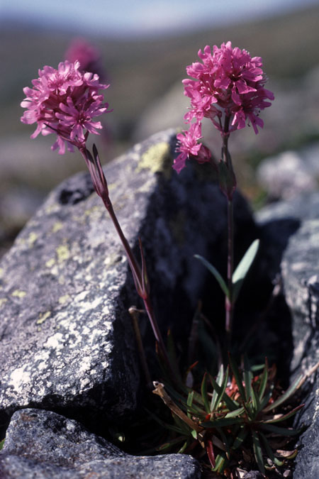 Fjeldvandring i Norge 1982