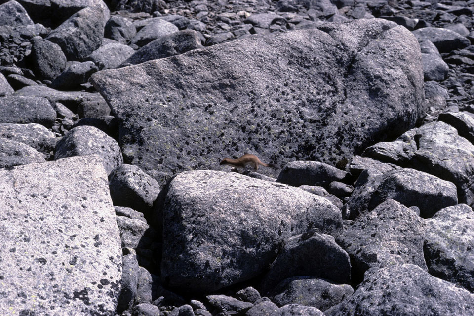 Fjeldvandring i Norge 1982