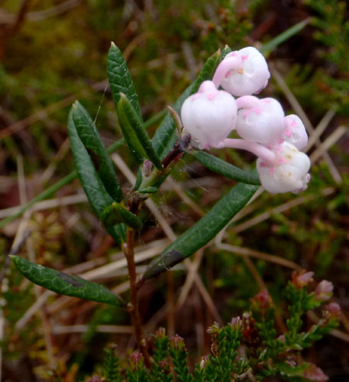 Hallandsåsen maj 2014